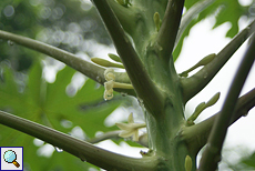 Papayabaum (Papaya Tree, Carica papaya)