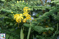 Pfauenstrauch (Pride of Barbados, Caesalpinia pulcherrima)
