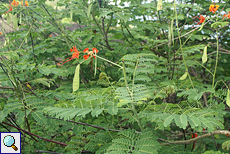 Pfauenstrauch (Pride of Barbados, Caesalpinia pulcherrima)