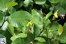 Rosenapfel (Shrubby Simpoh, Dillenia suffruticosa) Rosenapfel (Shrubby Simpoh, Dillenia suffruticosa)