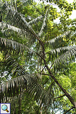 Rotangpalme (Rattan Palm, Calamus ovoideus)