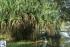 Schraubenbaum am Seeufer (Screw Pine, Pandanus sp.)