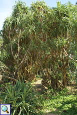 Schraubenbaum (Screw Pine, Pandanus odoratissimus)