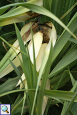 Blüte eines Schraubenbaums (Screw Pine, Pandanus odoratissimus)