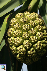 Unreife Frucht eines Schraubenbaums (Screw Pine, Pandanus odoratissimus)