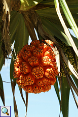 Reife Frucht eines Schraubenbaums (Screw Pine, Pandanus odoratissimus)