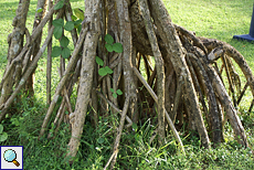 Stelzwurzeln eines Schraubenbaums (Screw Pine, Pandanus odoratissimus) Stelzwurzeln eines Schraubenbaums (Screw Pine, Pandanus odoratissimus)
