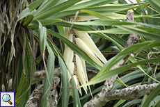 Blüte eines Schraubenbaums (Screw Pine, Pandanus odoratissimus) Blüte eines Schraubenbaums (Screw Pine, Pandanus odoratissimus)
