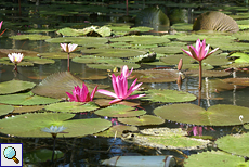 Seerose (Water Lily, Nymphaea sp.)