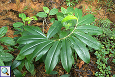 Spiralingwer (Crape Ginger, Costus lasius)