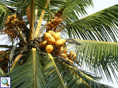 Königskokospalme (King Coconut Palm, Cocos nucifera 'King')