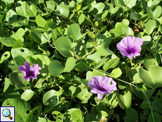 Ziegenfuß-Prunkwinde (Beach Morning Glory, Ipomoea pes-caprae)