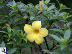 Goldtrompete (Golden Trumpet, Allamanda cathartica)