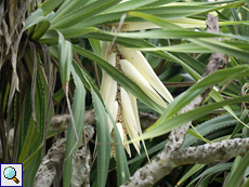 Blüte eines Schraubenbaums (Screw Pine, Pandanus sp.)
