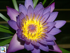 Stern-Seerose (Blue Star Water-lily, Nymphaea nouchali)