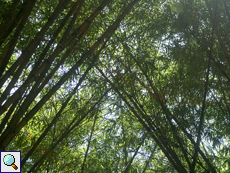 Bambus (Bamboo)