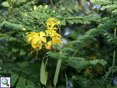 Pfauenstrauch (Pride of Barbados, Caesalpinia pulcherrima)