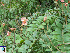 Cassia roxburgii