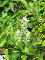 Justicia betonica (White Shrimp Plant)