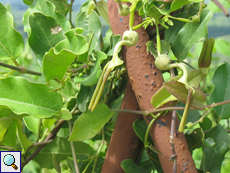 Pfeifenblume (Aristolochia sp.)