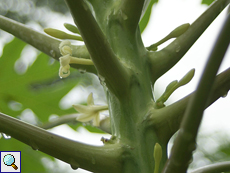 Papayabaum (Papaya Tree, Carica papaya), Blüten und Knospen