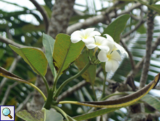 Frangipani (Frangipani, Plumeria obtusa)