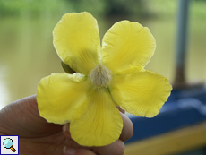 Rosenapfel-Blüte (Shrubby Simpoh, Dillenia suffruticosa)