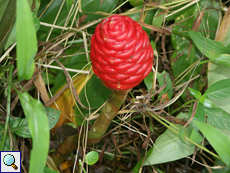 Breitblättriger Ingwer (Shampoo Ginger, Zingiber zerumbet)