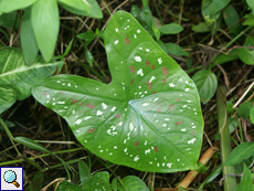 Caladium sp.