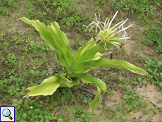 Asiatische Hakenlilie (Spider Lily, Crinum asiaticum)