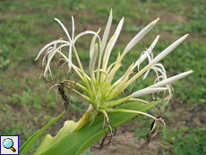 Asiatische Hakenlilie (Spider Lily, Crinum asiaticum)