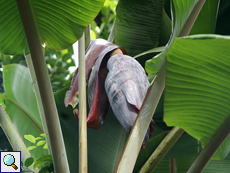 Banane (Banana, Musa sp.)