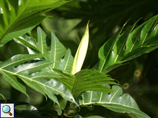 Brotfruchtbaum (Breadfruit Tree, Artocarpus altilis)