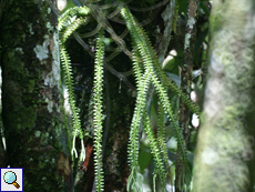 Bärlapp (Club Moss, Lycopodium sp.)