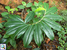 Spiralingwer (Crape Ginger, Costus lasius)