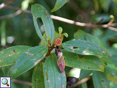 Melastoma sp.