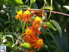 Mexikanischer Flammenwein (Mexican Flame Vine, Senecio confusus)