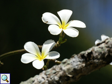 Frangipani (Frangipani, Plumeria obtusa)