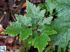 Moosfarn (Spike Moss, Selaginella sp.)