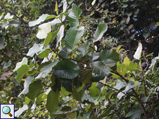 Schumacheria castaneifolia