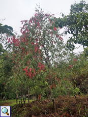Eisenholzbaum (Na Tree, Mesua ferrea), Sri Lankas Nationalbaum
