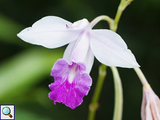 Bambus-Orchidee (Bamboo Orchid, Arundina graminifolia)