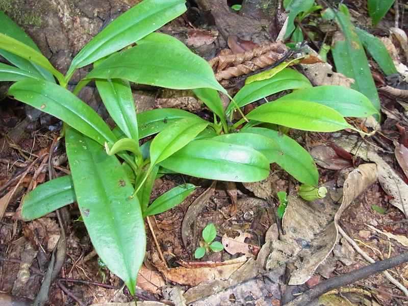 Kannenpflanze (Pitcher Plant, Nepenthes distillatoria)