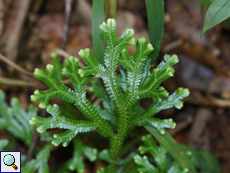 Unbestimmte Pflanze Nr. 45 (Selaginella sp.)
