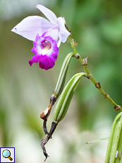Bambus-Orchidee (Bamboo Orchid, Arundina graminifolia)