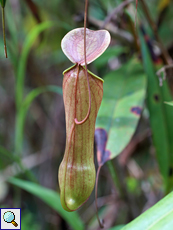 Kannenpflanze (Pitcher Plant, Nepenthes distillatoria)