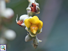 Schumacheria castaneifolia
