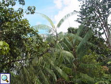 Rotangpalme (Rattan Palm, Calamus ovoideus)