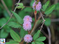 Mimose (Sensitive Plant, Mimosa pudica)