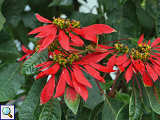 Weihnachtsstern (Poinsettia, Euphorbia pulcherrima)